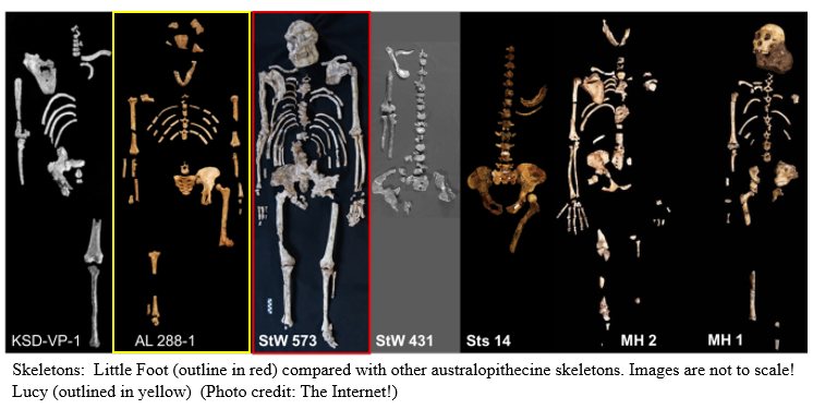 Skeletons compared